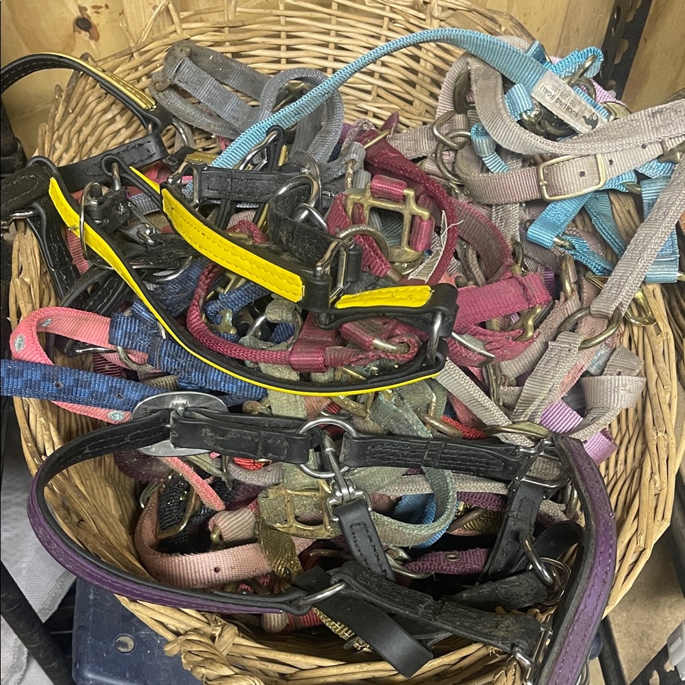 Mixed Assorted Horses Halters - Multi Color - Picture 2 of 3